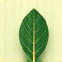 Stylized icon of a leaf and a fork, representing nutrition and functional foods.